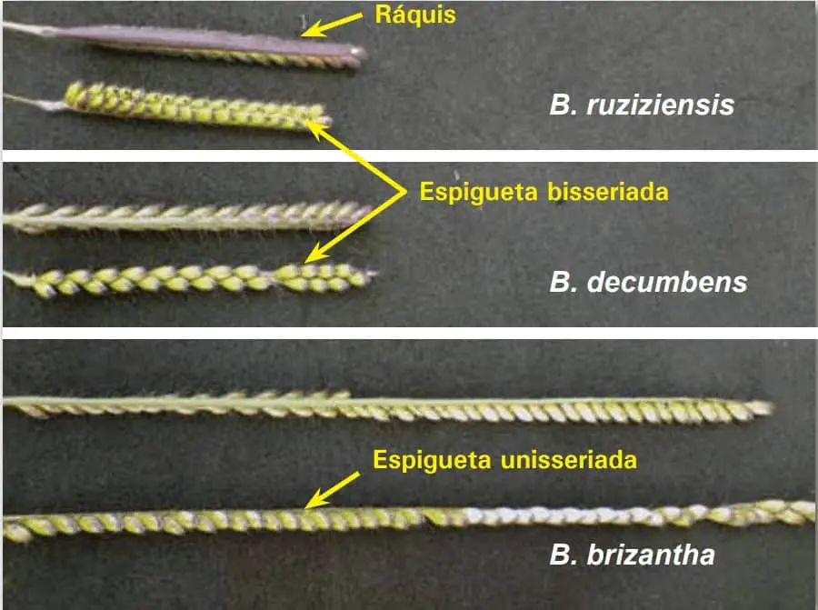 comparativo visual detalhado das inflorescências de três espécies de forrageiras do gênero Brachiaria: