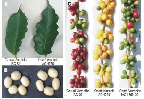 montagem comparativa que ilustra as características morfológicas de diferentes cultivares de café, especificam