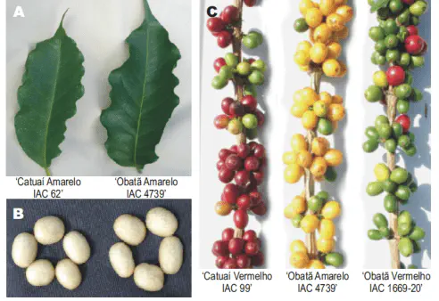Diferenças entre Cultivares de Café: Catuaí e Obatã montagem comparativa que ilustra as características morfológicas de diferentes cultivares de café, especificam