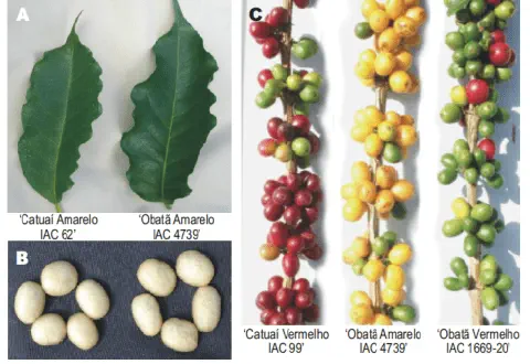 montagem comparativa que ilustra as características morfológicas de diferentes cultivares de café, especificam