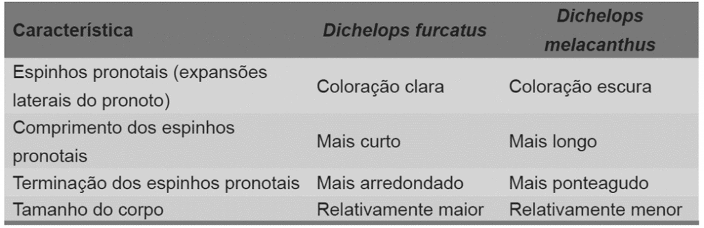 uma tabela comparativa que detalha as principais características morfológicas para diferenciar duas espécies d