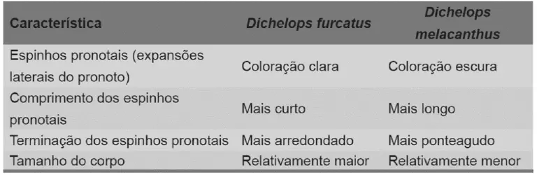 uma tabela comparativa que detalha as principais características morfológicas para diferenciar duas espécies d
