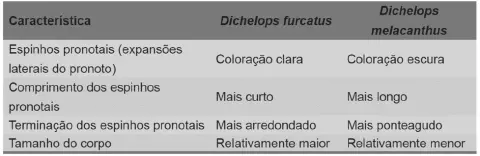 uma tabela comparativa que detalha as principais características morfológicas para diferenciar duas espécies d