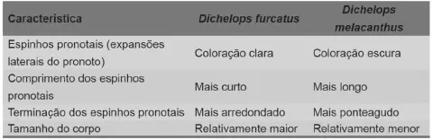 uma tabela comparativa que detalha as principais características morfológicas para diferenciar duas espécies d