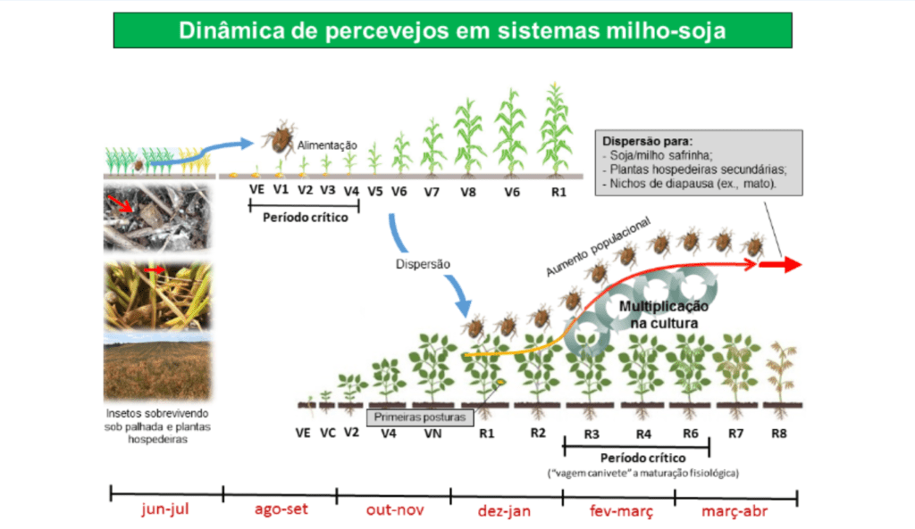 Dinâmica do Percevejo no Sistema Milho-Soja: Como Manejar Dinâmica populacional de percevejos na rotação milho-soja