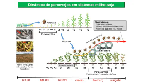 Dinâmica populacional de percevejos na rotação milho-soja