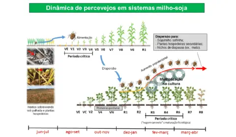Dinâmica populacional de percevejos na rotação milho-soja