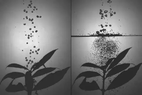 Esta imagem em preto e branco, dividida em dois painéis, ilustra um fenômeno biofísico em nível microscópico. No painel esque