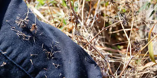 close-up de sementes de uma planta daninha, conhecida popularmente como picão-preto (Bidens pilosa), ader