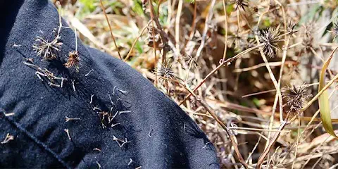 close-up de sementes de uma planta daninha, conhecida popularmente como picão-preto (*Bidens pilosa*), ader
