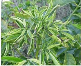 close-up do broto de uma planta, que apresenta sintomas claros de uma doença ou deficiência nutricional. As