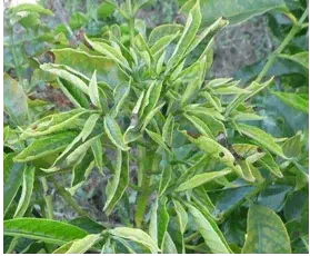 close-up do broto de uma planta, que apresenta sintomas claros de uma doença ou deficiência nutricional. As