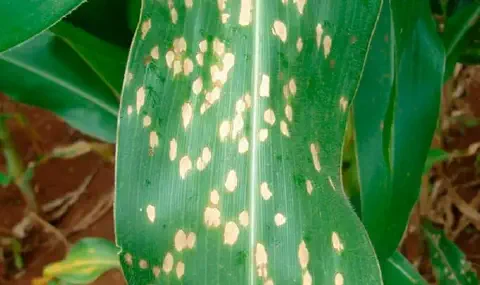 close-up detalhado de uma folha de milho verde, que apresenta múltiplos sintomas de uma doença foliar. Espa