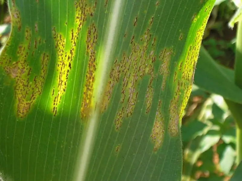 close-up detalhado de uma folha de milho afetada por uma doença fúngica. A folha, de um verde vibrante, apr