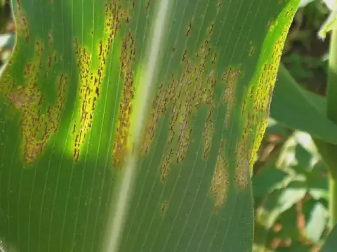 close-up detalhado de uma folha de milho afetada por uma doença fúngica. A folha, de um verde vibrante, apr