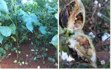 composição de duas fotografias que ilustram os danos causados por uma doença em uma lavoura de algodão. À esqu