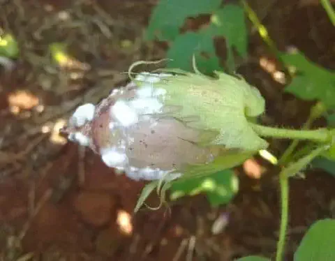 close-up detalhado de um capulho de algodão ainda em desenvolvimento na planta, visivelmente afetado por um