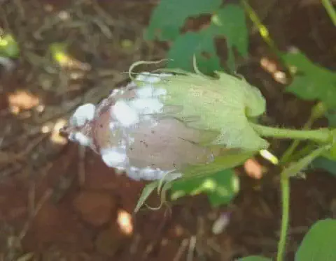 close-up detalhado de um capulho de algodão ainda em desenvolvimento na planta, visivelmente afetado por um