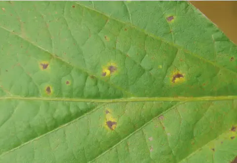 Imagem em close-up de uma folha de soja exibindo sintomas característicos de uma doença foliar. A superfície verde da folha é