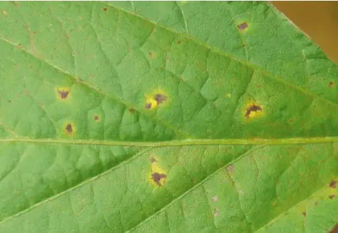Imagem em close-up de uma folha de soja exibindo sintomas característicos de uma doença foliar. A superfície verde da folha é
