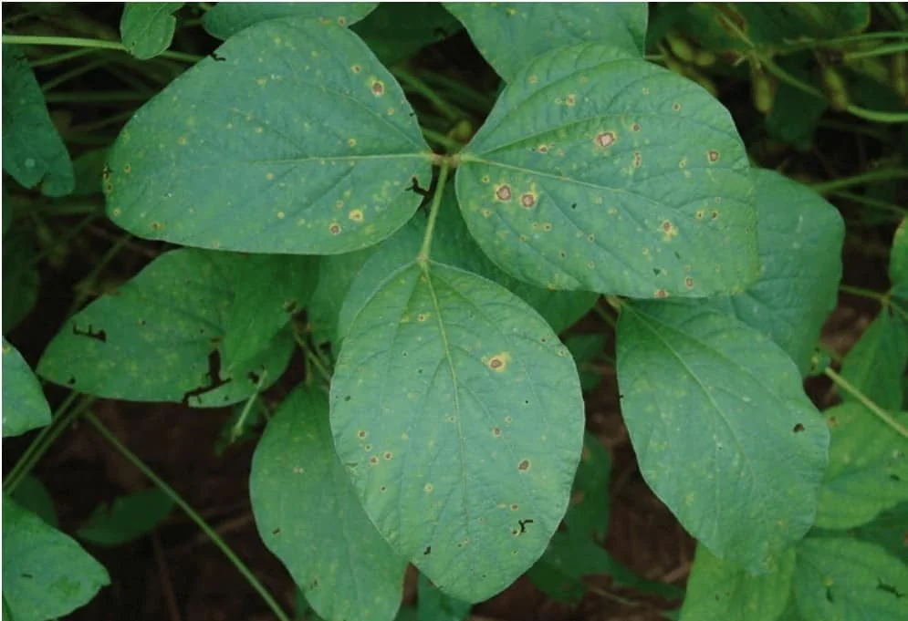 close-up de folhas de soja em uma lavoura, apresentando sintomas visíveis de uma doença foliar. As folhas,