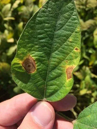 close-up da mão de uma pessoa, provavelmente um agricultor ou agrônomo, segurando uma folha de soja. A folh