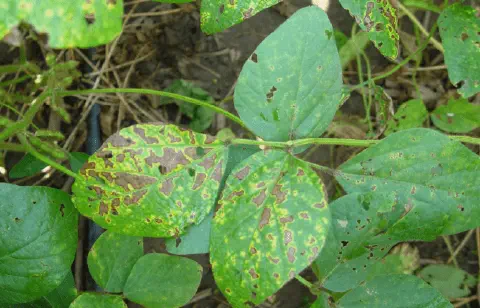 close-up de folhas de soja severamente afetadas por uma doença foliar. Observam-se múltiplas lesões necróti