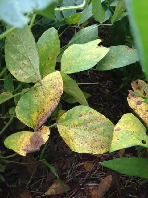 close-up de folhas de uma planta de soja em uma lavoura, apresentando sintomas visíveis de uma doença. As f