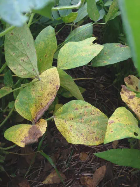 close-up de folhas de uma planta de soja em uma lavoura, apresentando sintomas visíveis de uma doença. As f