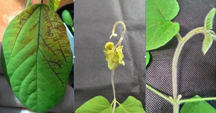 composição de três fotografias que exibem em close-up os sintomas de uma doença em uma planta jovem de soja. A