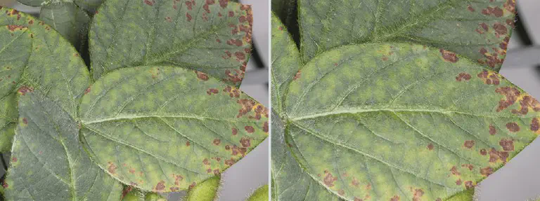 Doenças da Soja: Como Identificar Sintomas Foliares close-up detalhado de folhas de soja afetadas por uma doença foliar. As folhas, de um verde característico,
