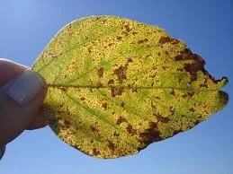 close-up de uma folha de soja sendo segurada pelos dedos de uma pessoa contra um céu azul claro e ensolarad