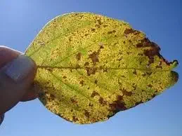 close-up de uma folha de soja sendo segurada pelos dedos de uma pessoa contra um céu azul claro e ensolarad