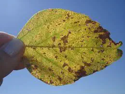 close-up de uma folha de soja sendo segurada pelos dedos de uma pessoa contra um céu azul claro e ensolarad