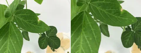 composição de duas fotografias em close-up que exibem as folhas de uma planta jovem de soja, provavelmente em