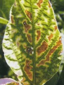 close-up detalhado de uma folha de soja severamente afetada por uma doença. A folha apresenta múltiplos sin