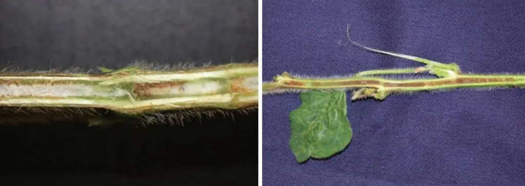 composição de duas fotografias em close-up que exibem o interior de caules de soja cortados longitudinalmente