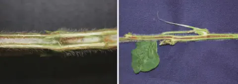 composição de duas fotografias em close-up que exibem o interior de caules de soja cortados longitudinalmente
