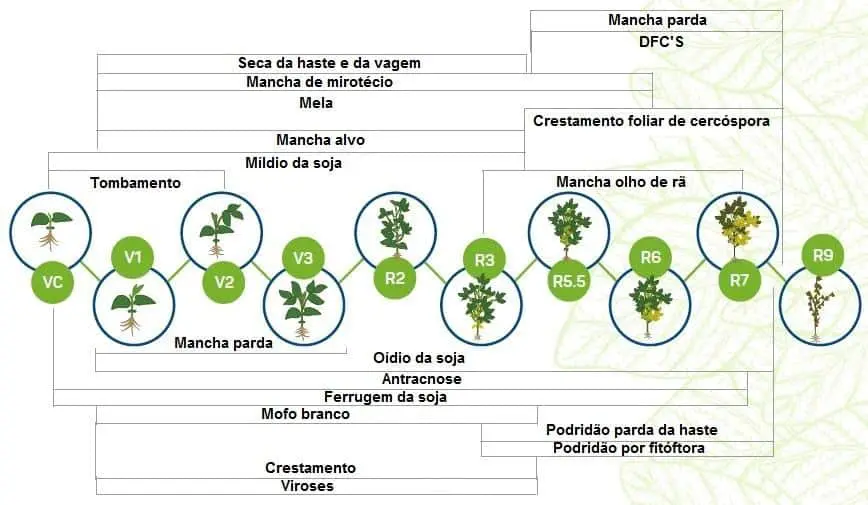 infográfico detalhado que ilustra a correlação entre os estádios fenológicos da cultura da soja e a incidência