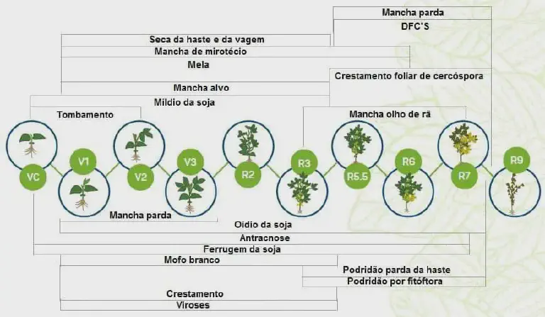 infográfico detalhado que ilustra a correlação entre os estádios fenológicos da cultura da soja e a incidência