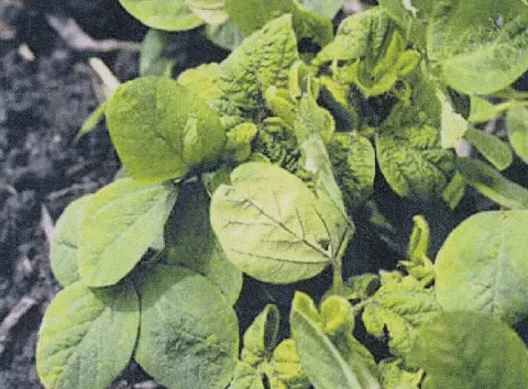 close-up de uma planta de soja jovem afetada por uma doença, provavelmente o Mosaico Comum da Soja. As fol