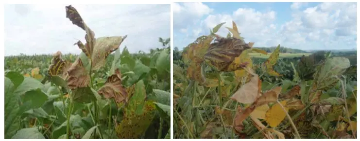Doenças da Soja: Sintomas Visuais na Plantação composição de duas fotografias que mostram em close-up plantas de soja em uma lavoura, exibindo sintomas sever