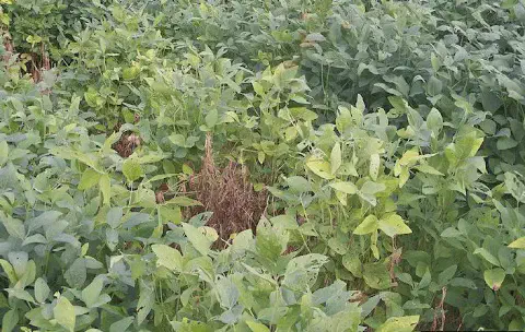 uma lavoura de soja em um estágio de desenvolvimento vegetativo, apresentando sinais claros de estresse e prob