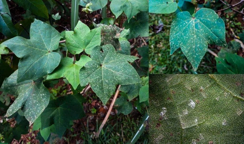 composição fotográfica que exibe folhas de algodoeiro afetadas por uma doença. O painel principal, à esquerda,