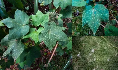 composição fotográfica que exibe folhas de algodoeiro afetadas por uma doença. O painel principal, à esquerda,