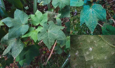 composição fotográfica que exibe folhas de algodoeiro afetadas por uma doença. O painel principal, à esquerda,