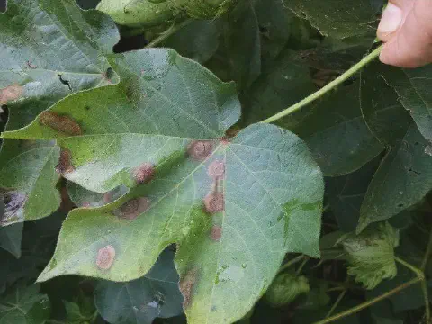 close-up detalhado de uma folha de algodoeiro sendo inspecionada por uma pessoa, cuja mão segura o pecíolo.
