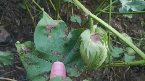 close-up detalhado de uma planta de algodão afetada por uma doença. Em primeiro plano, uma mão segura uma f