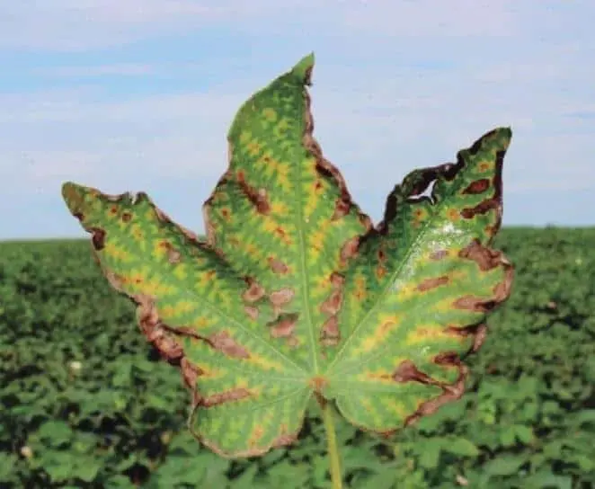 Doenças do Algodoeiro: Identificando Sintomas na Folha primeiro plano uma folha de algodoeiro com sintomas visíveis de doença ou deficiência nutricional. A folha