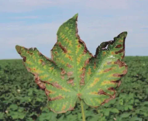 Sintoma de carijó em folha de algodão causado pelo nematoide reniforme